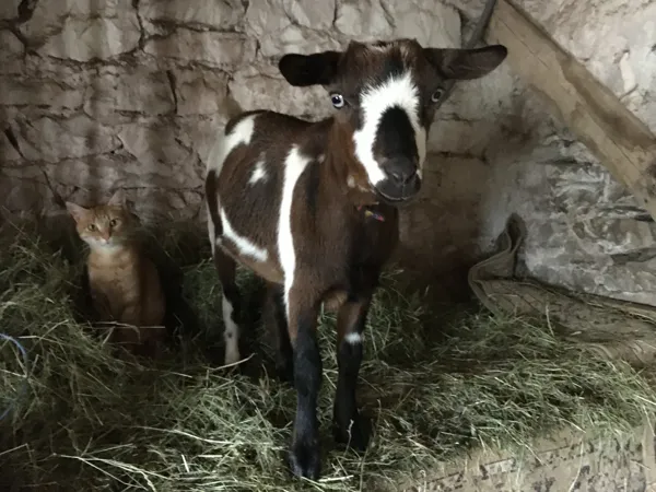 La Calade - Sylvie Jung, La Calade - Sylvie Jung