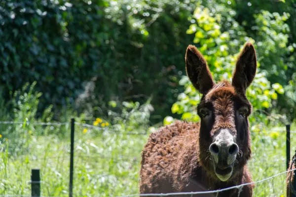 Domaine du Vern, Domaine du Vern