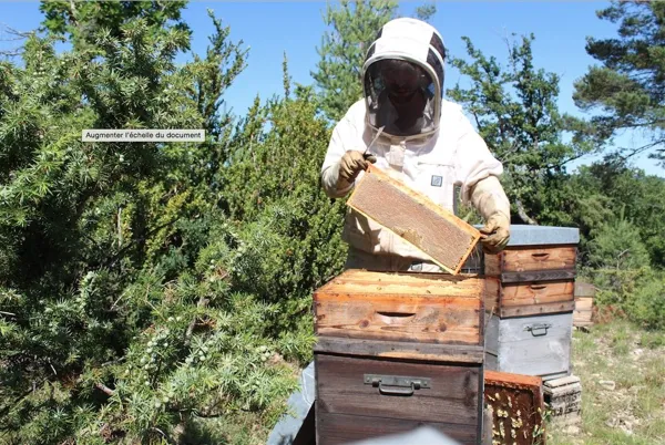 Miellerie du Val de Serre (groupes), 