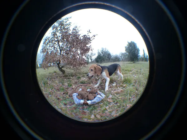 Truffes passion, OT Villefranche-Najac