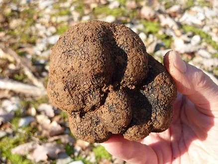 Truffes passion, OT Villefranche-Najac