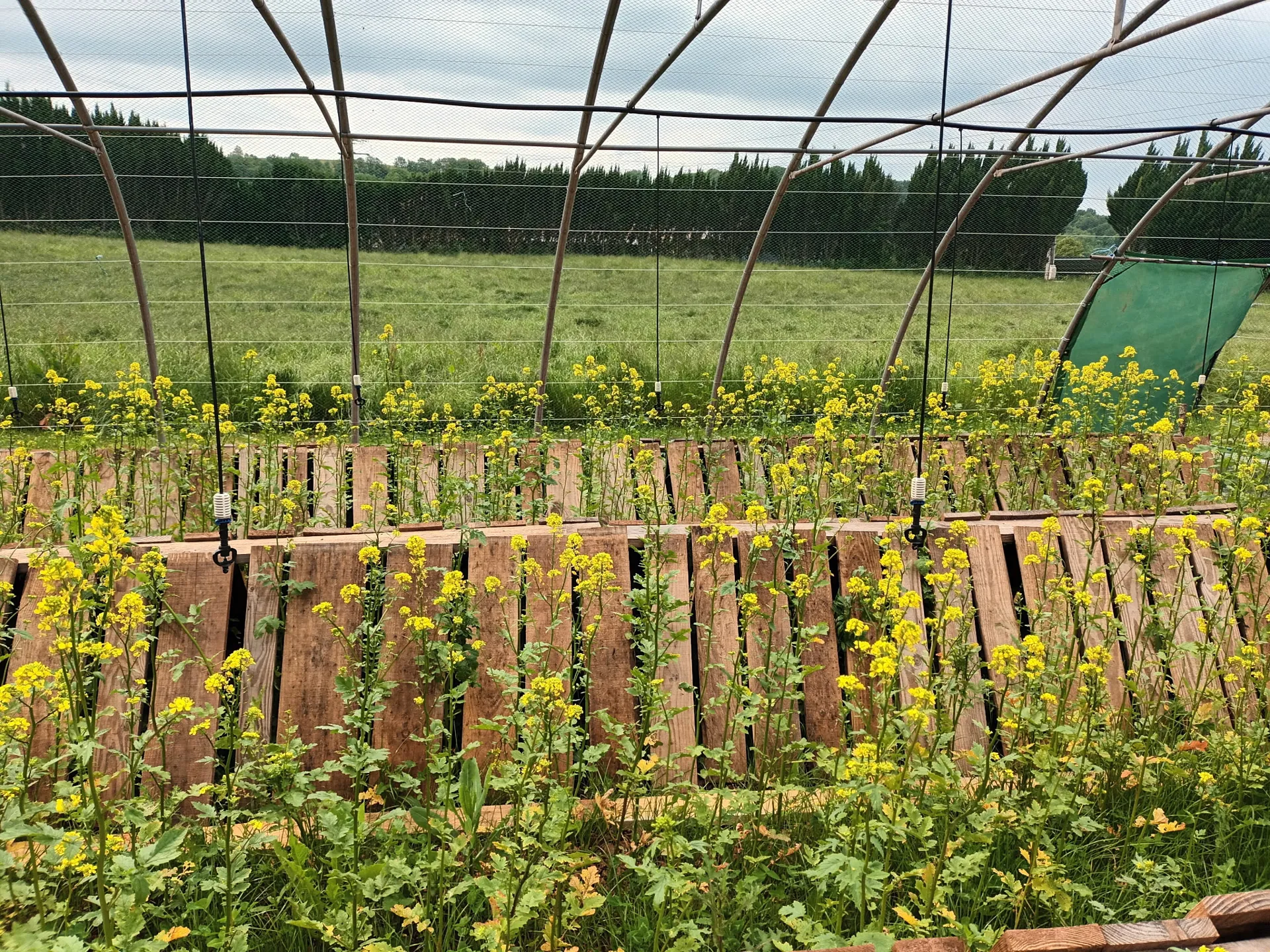 , Les Escargots des Terres Rouges