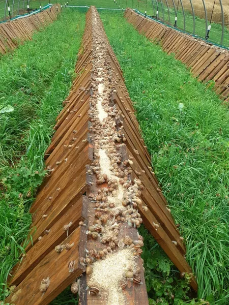 , Les Escargots des Terres Rouges