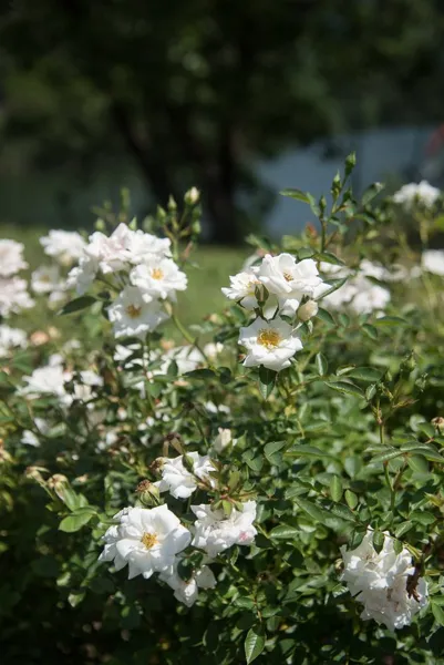 Château de Salamon, Château de Salamon