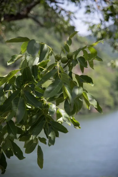 Château de Salamon, Château de Salamon