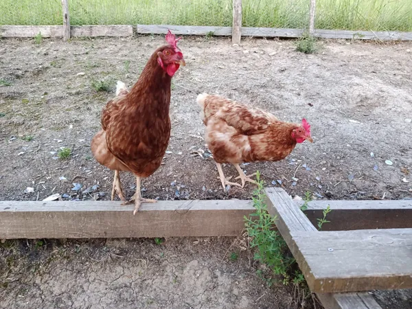 Les poules que vous pouvez nourrir !