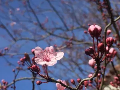 Le Chat Blanc - Chambres D'Hôtes, OFFICE DE TOURISME DU PAYS DE ROQUEFORT ET DU ST-AFFRICAIN