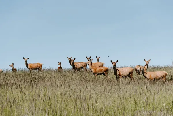 Le Domaine de Baldassé, OFFICE DE TOURISME PAYS DU ROQUEFORT