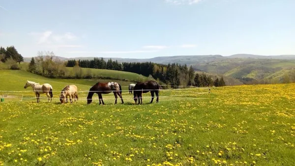 Roc'Aubrac - école d'équitation Western, 