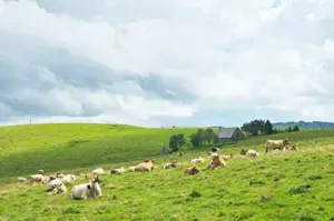 Découverte des estives de l'Aubrac