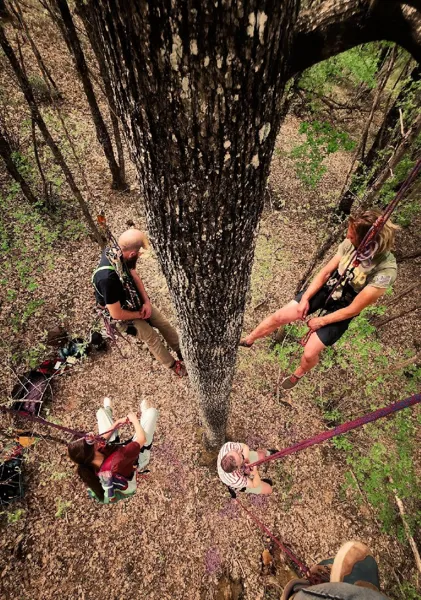A la croisée des Arbres : Grimpe d'arbres, OFFICE DE TOURISME DU PAYS DE ROQUEFORT ET DU ST-AFFRICAIN
