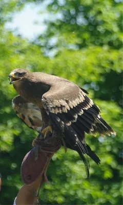 PARC ANIMALIER DE PRADINAS, SEGALA VIVANT