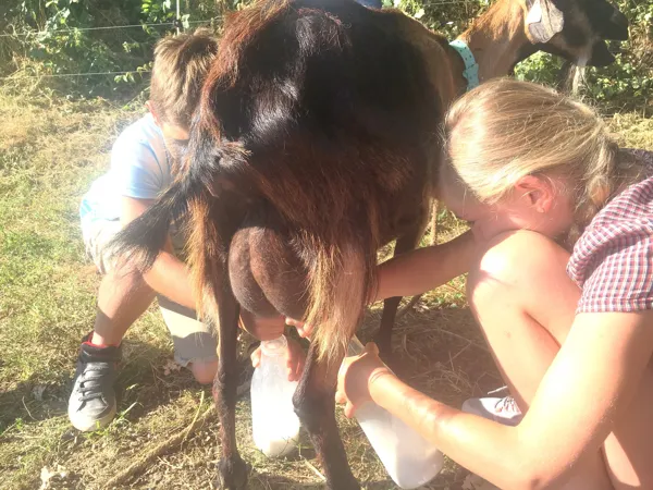 traite de biquettes à la ferme de daouodu, 