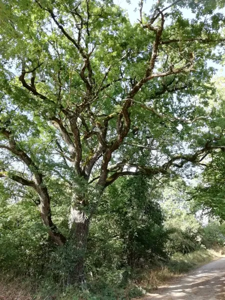VTT - Circuit 17 Les Grands Chemins, Manuel Genestout