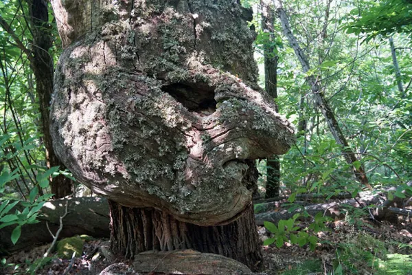 Association Marco Polo