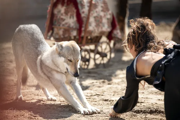 Cie A VOLO CONTRARIO