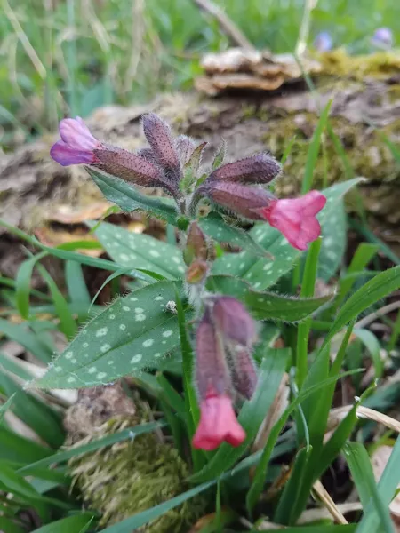 Balade reconnaissance des plantes