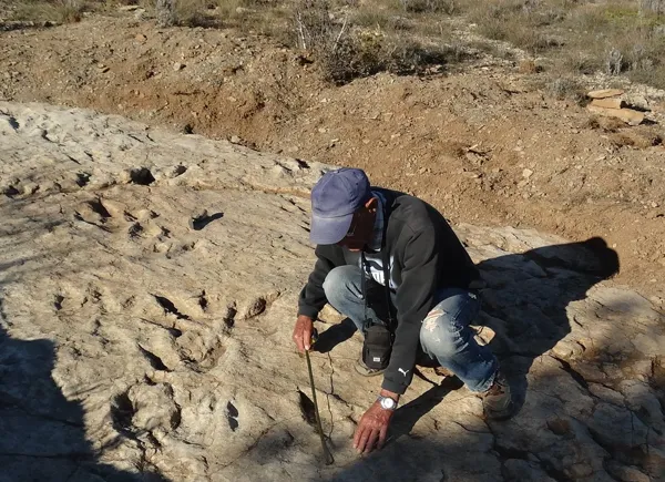 Visite commentée - Sur les traces des Dinosaures