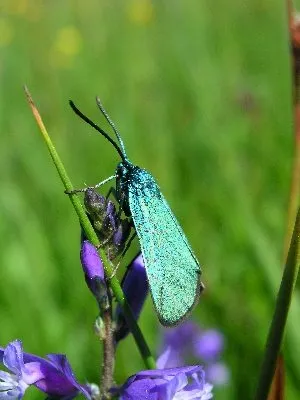 MAISON NATALE DE JEAN-HENRI FABRE