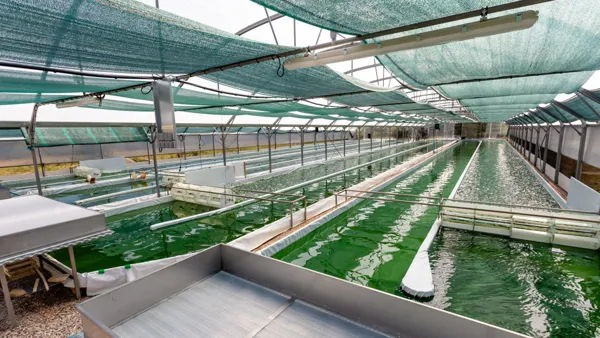 Spiruline des Grands Causses