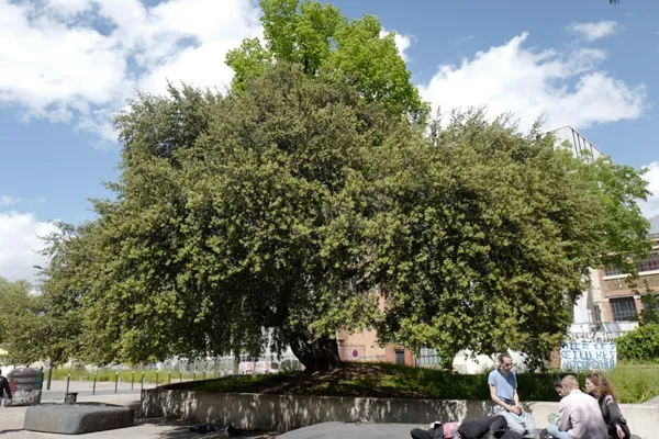 Penser la ville à l'aune d'une vie d'arbre