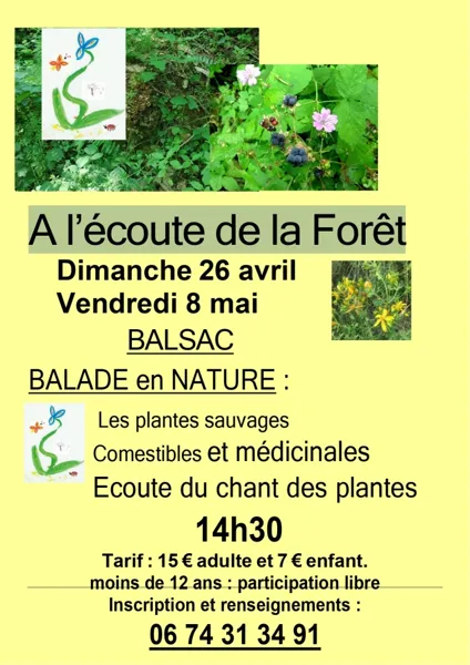 A l'écoute de la foret