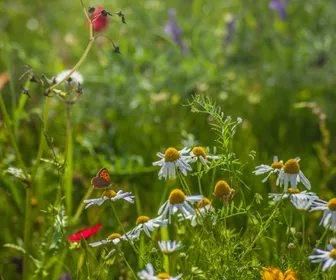Semaine de la biodiversité : exposition créations des enfants des écoles et des résidents EHPAD