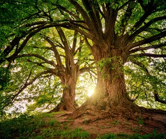 Semaine de la biodiversité : exposition projet de l'arbre
