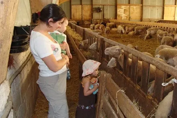 Découverte de la ferme des Vézinies