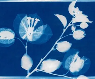 Atelier cyanotype