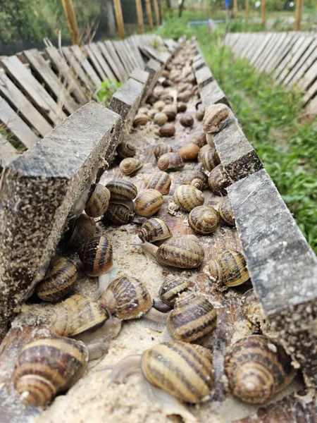 ESCARAGOLS (groupes)