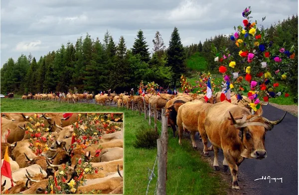 L'Aubrac en Transhumance, au village d'Aubrac