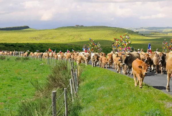 La Vache Aubrac en Transhumance, Jean-Denis Auguy