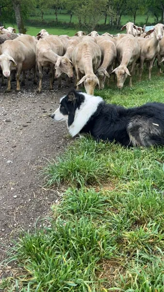 Concours des Chiens de Bergers