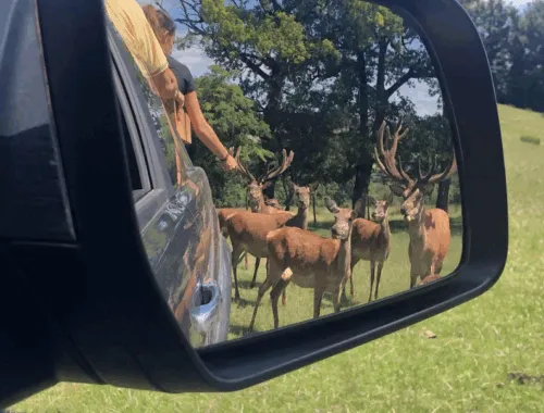 Visite en 4x4 du Parc animalier Le Saint Hubert