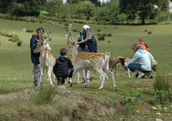 Visite en Petit train - La Vallée des Daims — photo 2