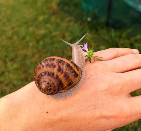 Visite de L'Escargoterie Aveyronnaise