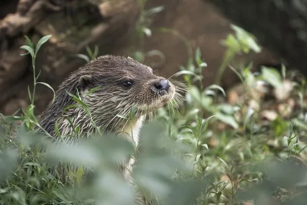 Sur les traces de la Loutre d'Europe