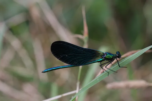 Libellules et demoiselles, reines des zones humides