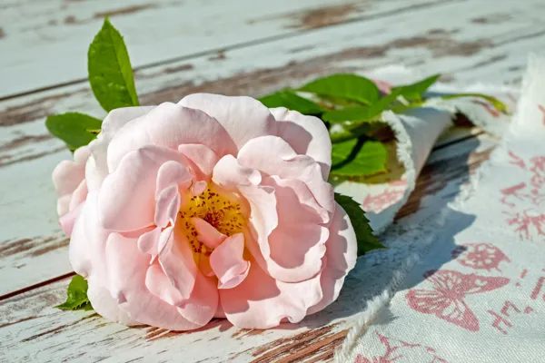 Cercle de femmes de la Rose