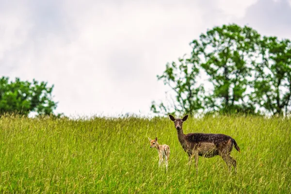 Photo d'un jeune faon avec sa maman daine, prise au parc animalier Saint Hubert et prise par Terres d'Aveyron