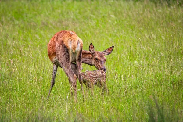 Photo d'un jeune faon de biche, prise au parc animalier Saint Hubert et prise par Terres d'Aveyron.Lors d'une visite à bord de la roulotte, en famille, avec une école, un centre de loisir ou entre amis, vous découvrirez des animaux en liberté.