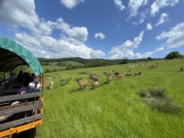 Visite guidée en roulotte afin de découvrir 150 animaux en semi liberté, proche de Rodez, activité à faire en famille en pleine nature.
