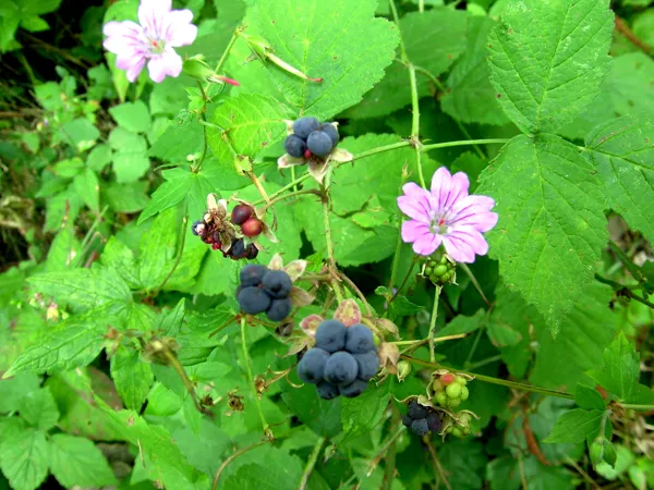 Balade nature