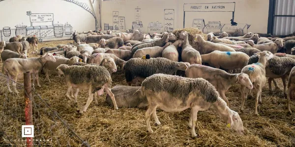 Fête de la Brebis