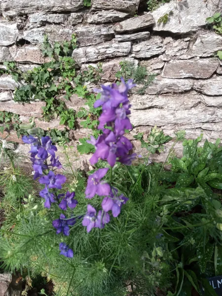 Fête des jardins au château de Jalenques