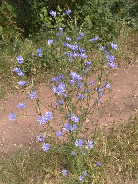 Balade reconnaissance des plantes