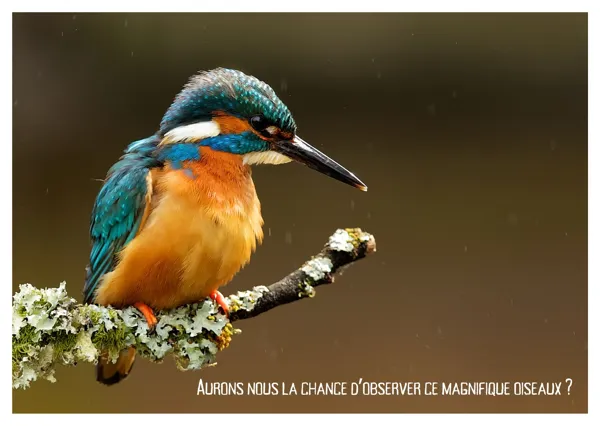 Balade Nature - La Faune des bords de l'Aveyron