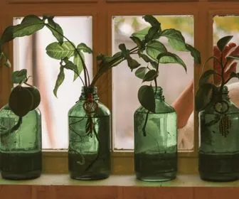 Atelier bouturage