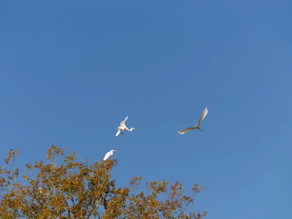 Oiseaux